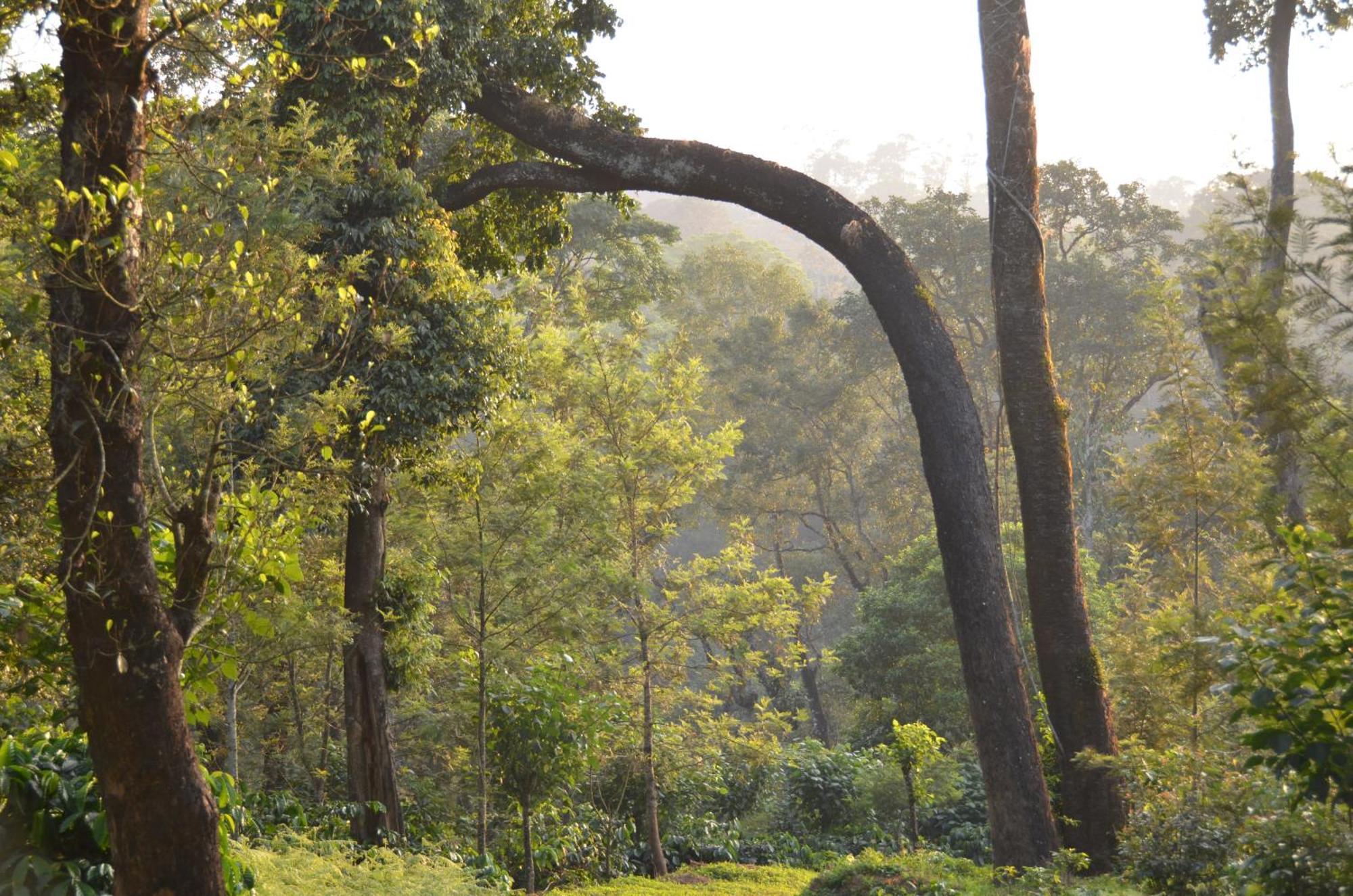 Ibbanicadu Estate Homestay Madikeri Exterior photo